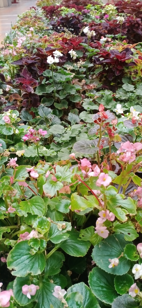 Что делать, если укусил ядовитый паук?