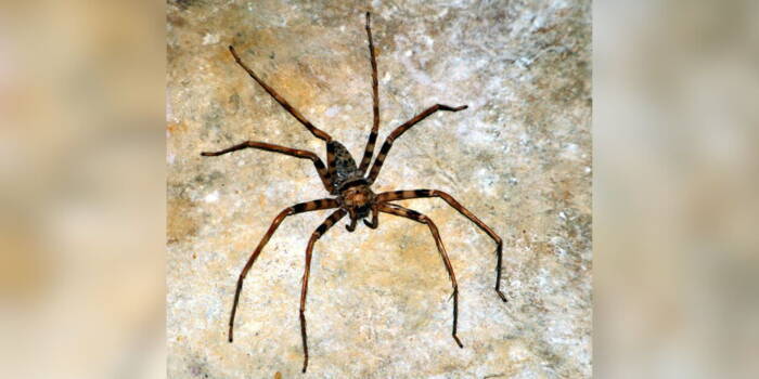 Какой паук самый большой в мире?