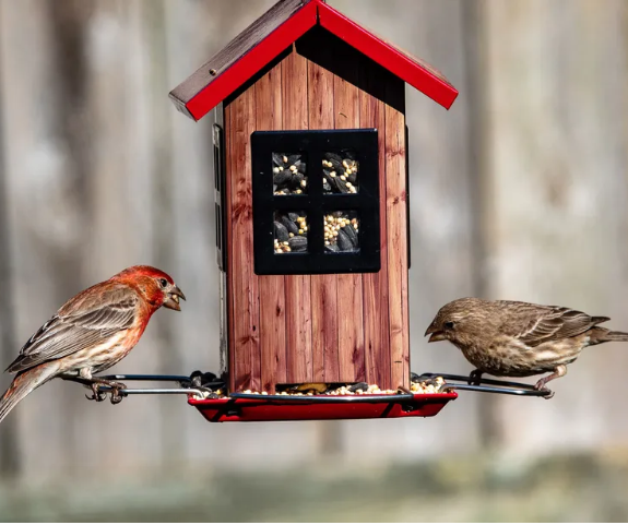 Идеи сада дикой природы – 13 способов превратить ваш задний двор в экологически чистый участок