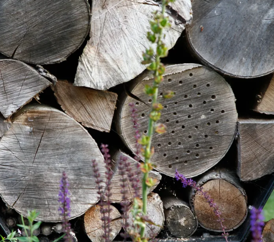 Идеи сада дикой природы – 13 способов превратить ваш задний двор в экологически чистый участок