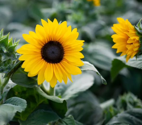 Идеи сада дикой природы – 13 способов превратить ваш задний двор в экологически чистый участок