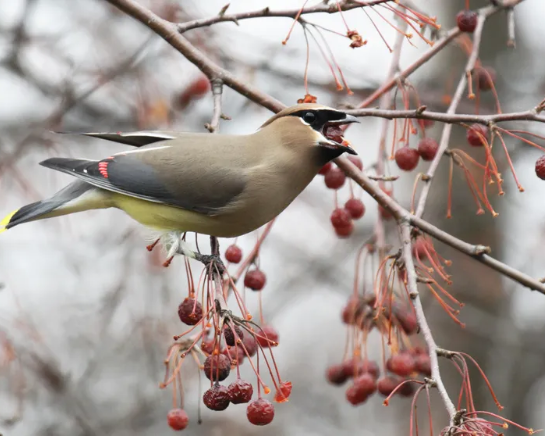 Идеи сада дикой природы – 13 способов превратить ваш задний двор в экологически чистый участок