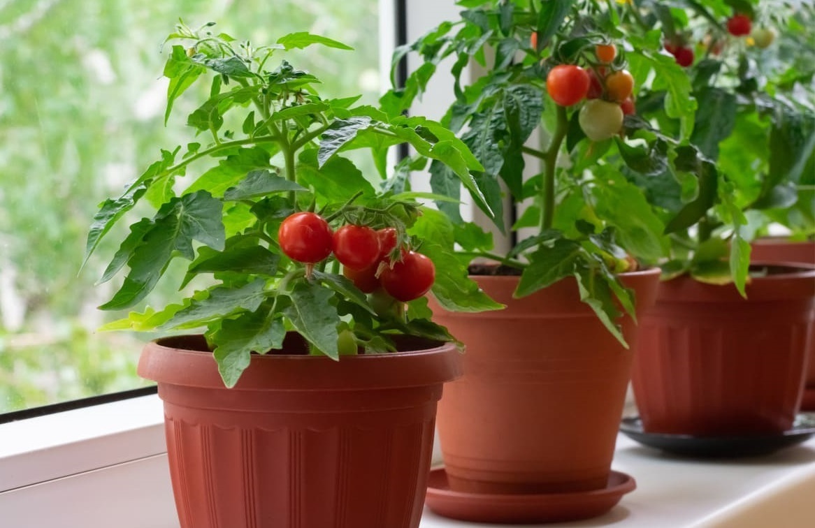 Выбираем семена для оконного огорода.