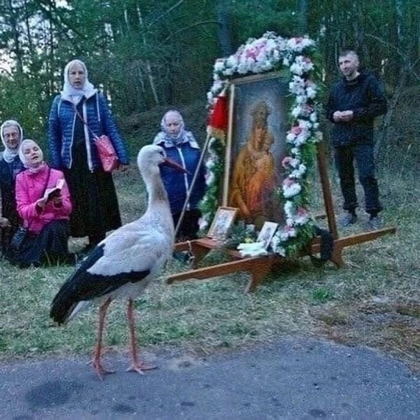 Чудо история о православном аисте паломнике