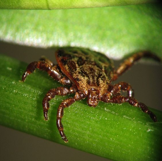 Опасные клещи могут обитать в неожиданных местах