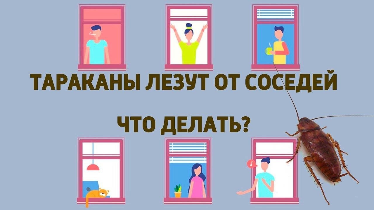 Тараканы лезут от соседей. Можно ли подать на них в суд из-за насекомых? |  Галина, 04 июня 2024