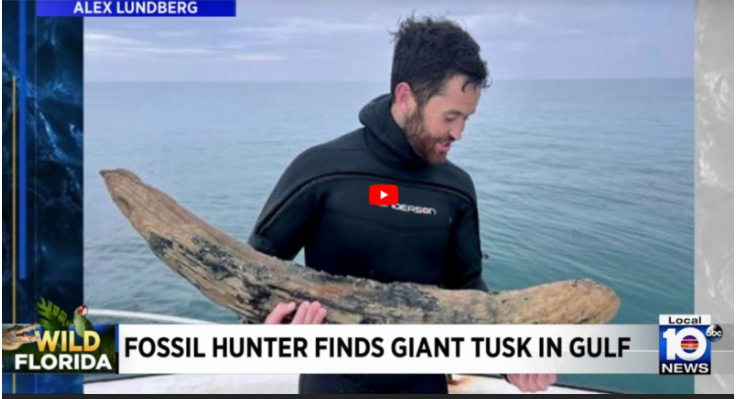 У побережья Флориды, дайвер нашел бивень мамонта возрастом 10 миллионов лет