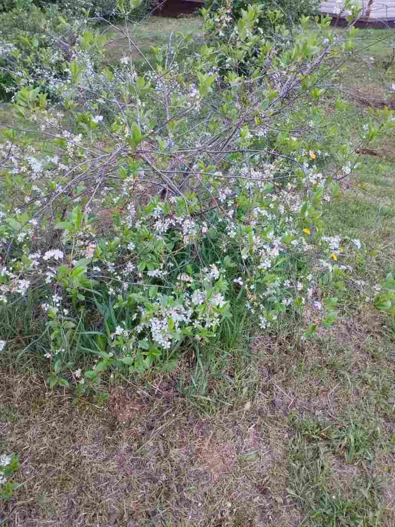 Деревенские красоты: первые цветы, зеленая травка и свежий воздух Личные впечатления, фото и мнение автора