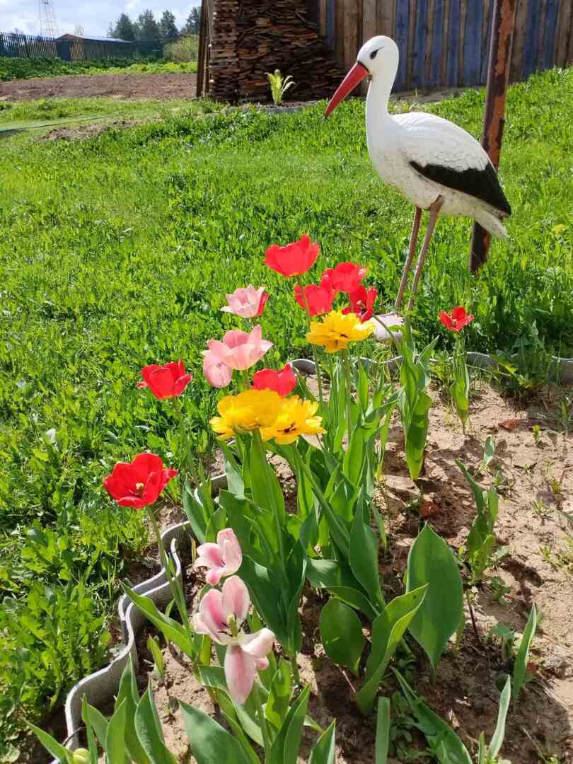 Деревенские красоты: первые цветы, зеленая травка и свежий воздух Личные впечатления, фото и мнение автора
