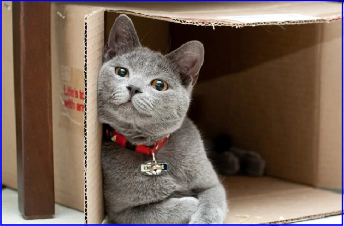 🐾 Котопозитивчик для НЕКОТЯЕВ 🤗