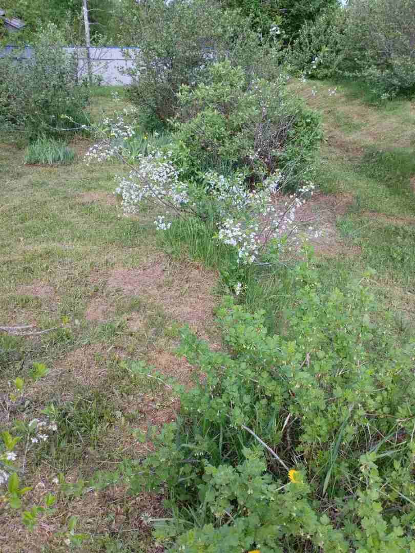 Деревенские красоты: первые цветы, зеленая травка и свежий воздух Личные впечатления, фото и мнение автора