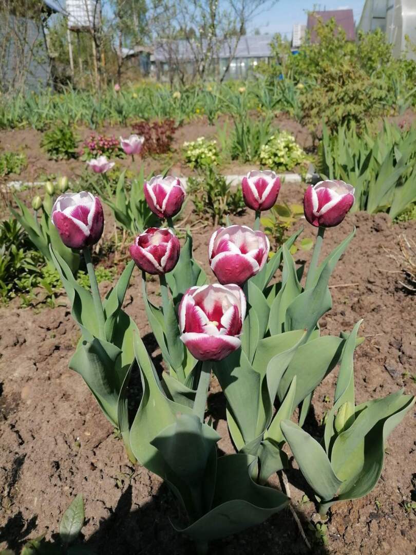 Деревенские красоты: первые цветы, зеленая травка и свежий воздух Личные впечатления, фото и мнение автора