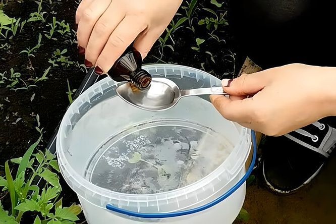 Как использовать нашатырный спирт в саду и огороде