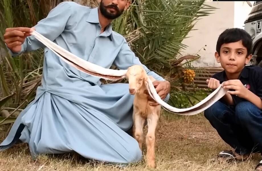 Фото. Козлёнок Симба с огромными ушами