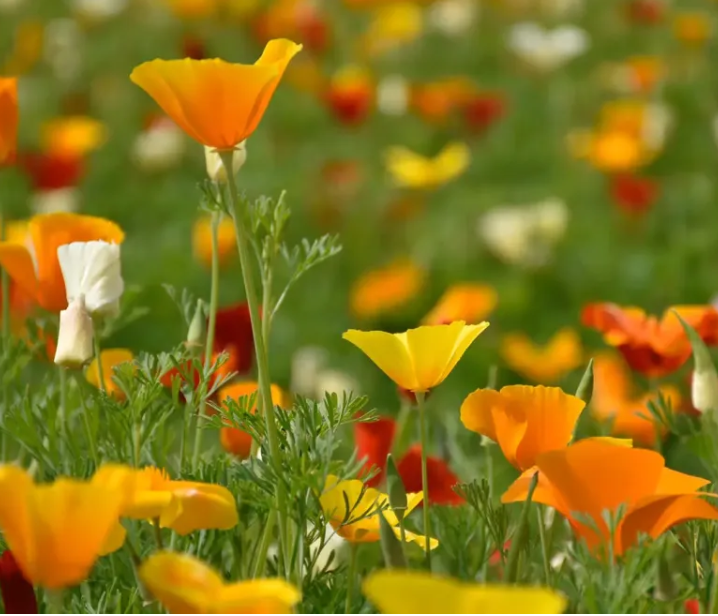 Могут ли цветы принести пользу вашему мозгу?