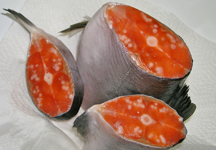 Паразиты в рыбе есть везде. Как готовить зараженную рыбу?