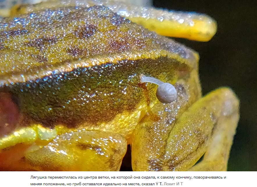 Из лягушки в Индии прорастает гриб. Исследователи никогда не видели ничего подобного