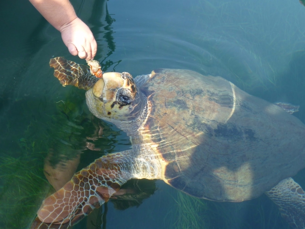 Город Гечек, самый спокойный город в Турции