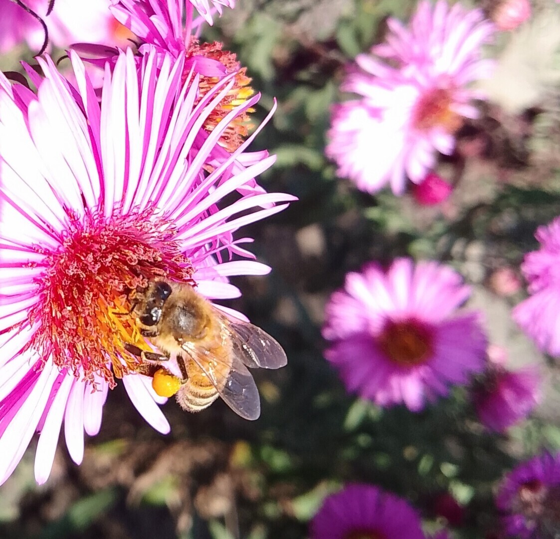 Как не сойти с ума, если ты сломала правую руку и осталась одна с собакой, двумя котами, дачей и жарой под 50…