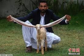 Фото. Козлёнок Симба с огромными ушами