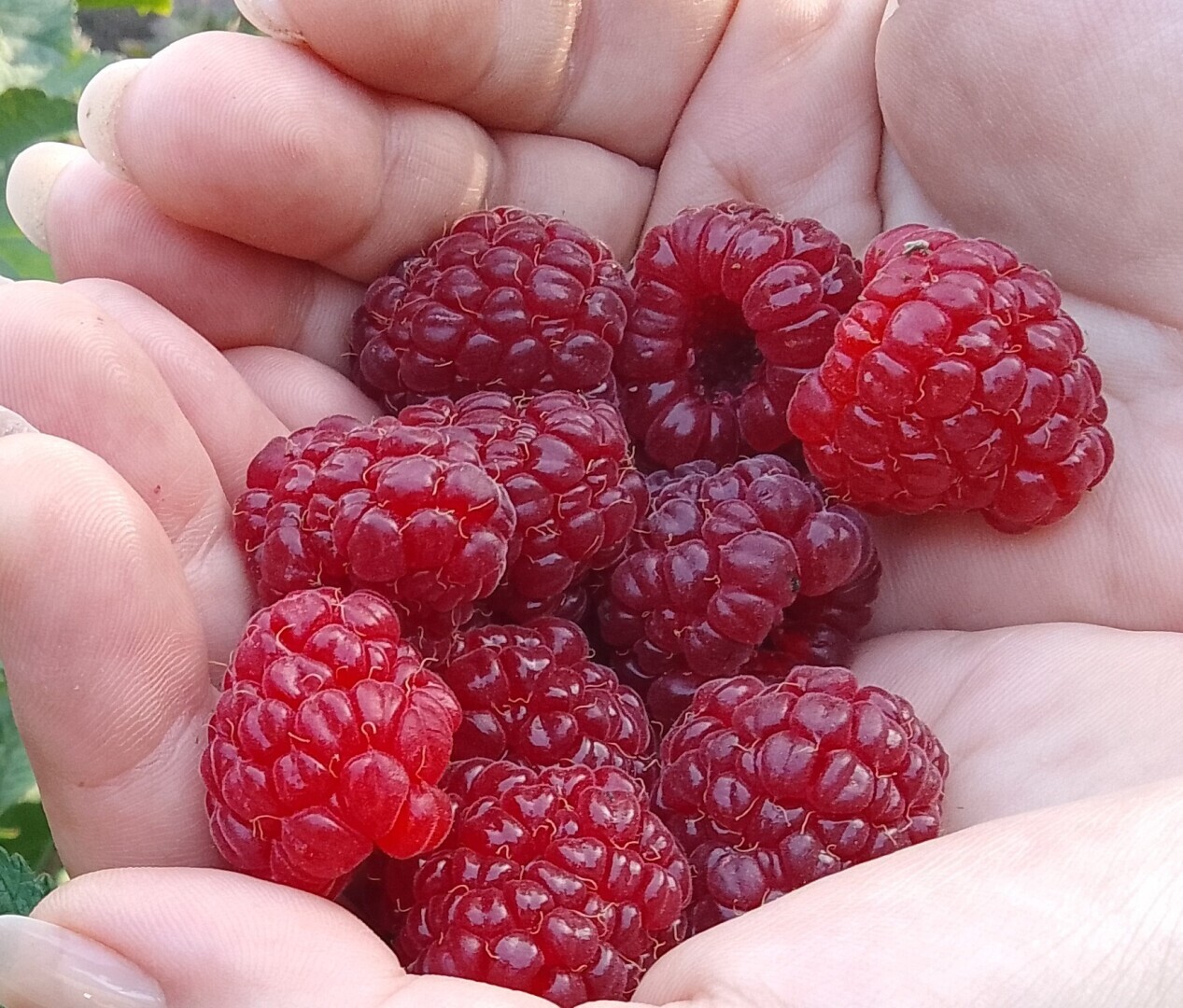 Как не сойти с ума, если ты сломала правую руку и осталась одна с собакой, двумя котами, дачей и жарой под 50…