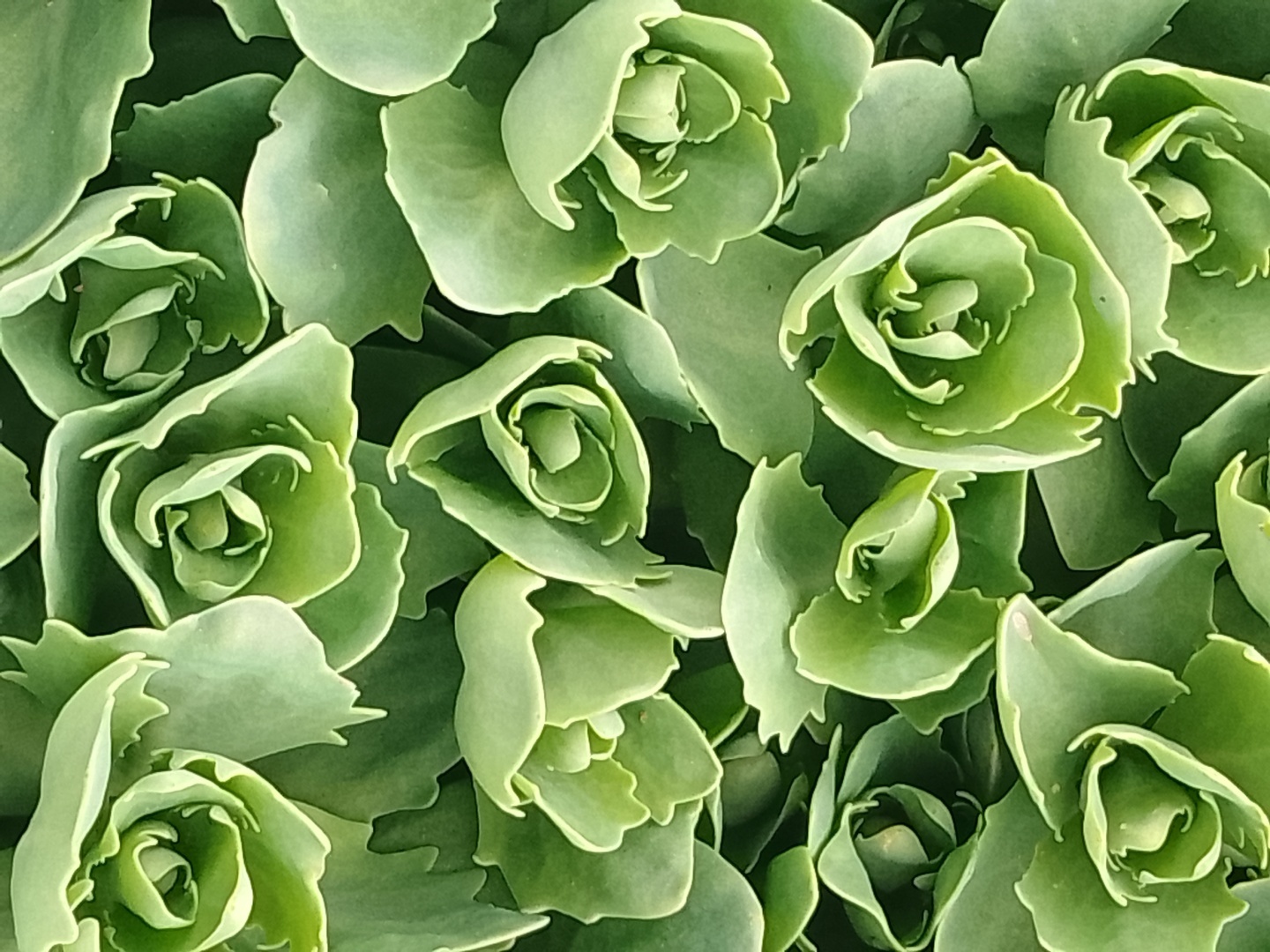 Как не сойти с ума, если ты сломала правую руку и осталась одна с собакой, двумя котами, дачей и жарой под 50…