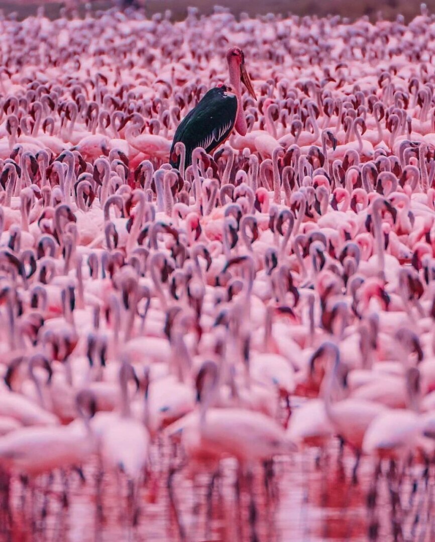 "В царстве фламинго: Исследуя красоты кенийского озера Богория"