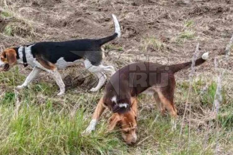В Свердловской области проходят масштабные поиски двух пропавших в лесу 12-ти летних детей