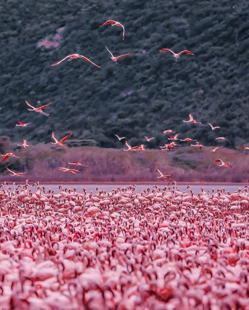 "В царстве фламинго: Исследуя красоты кенийского озера Богория"
