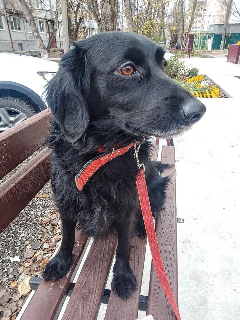 У вас будет... Глаша! Часть 1. Нежданчик случился — собака под ноги угодила. И что делать кошатнице с песелем? Забирать или пройти мимо...