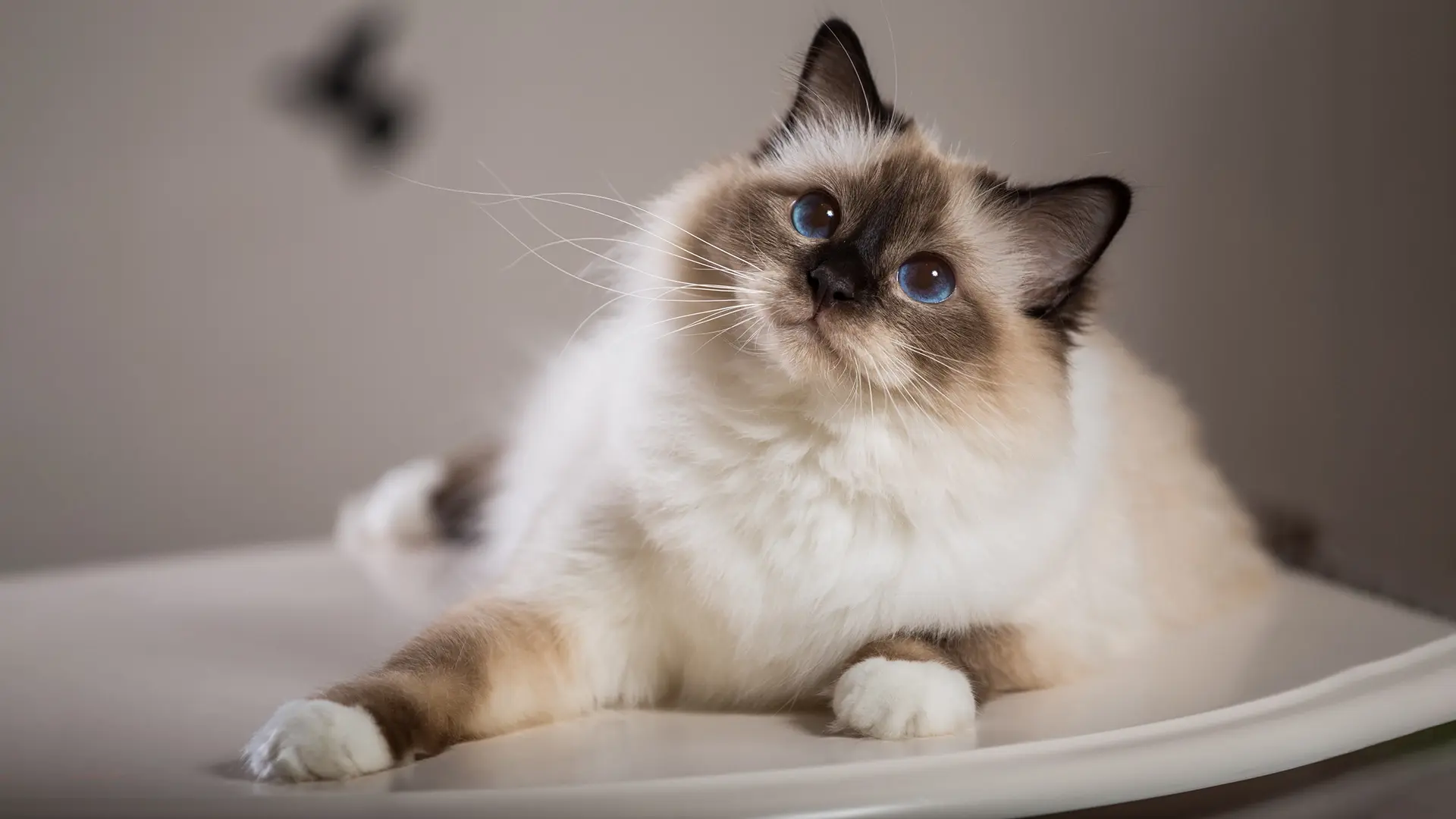 Пятерка самых умных кошек.