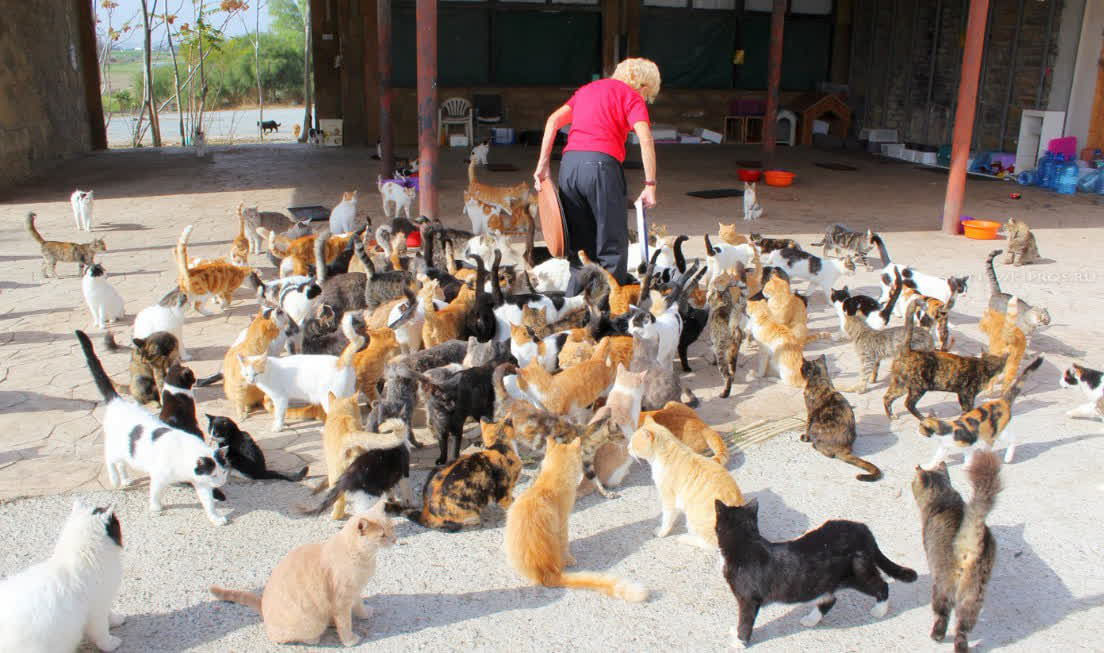 Кошачий заговор в техасе!