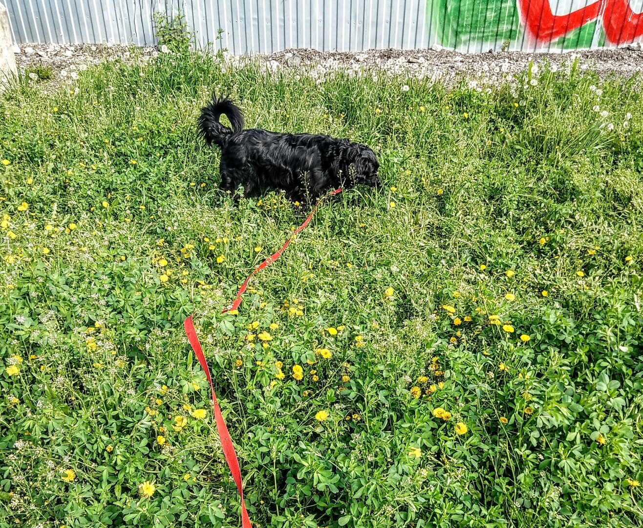 У вас будет... Глаша! Часть 1. Нежданчик случился — собака под ноги угодила. И что делать кошатнице с песелем? Забирать или пройти мимо...