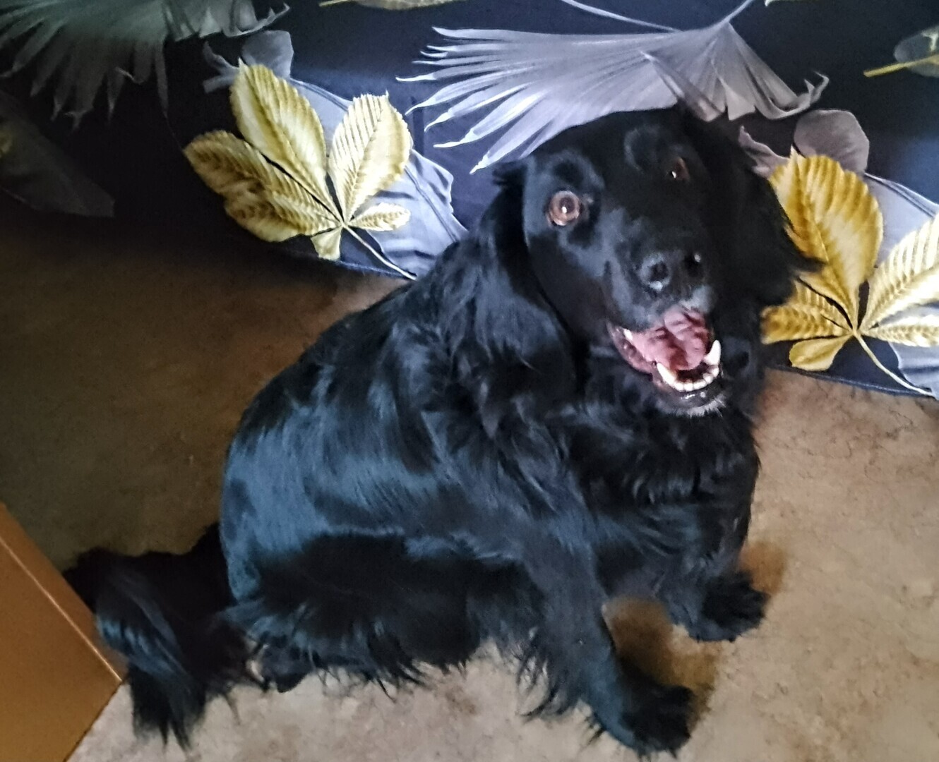 У вас будет... Глаша! Часть 1. Нежданчик случился — собака под ноги угодила. И что делать кошатнице с песелем? Забирать или пройти мимо...