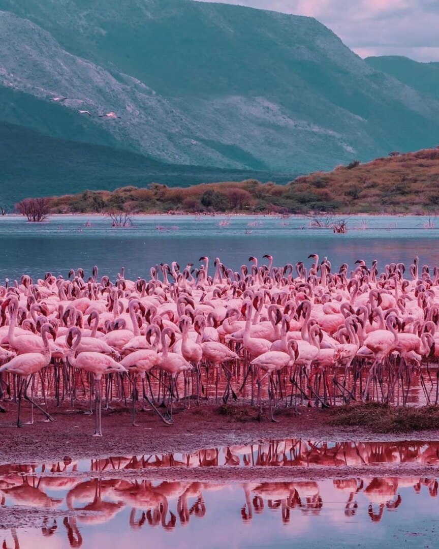 "В царстве фламинго: Исследуя красоты кенийского озера Богория"