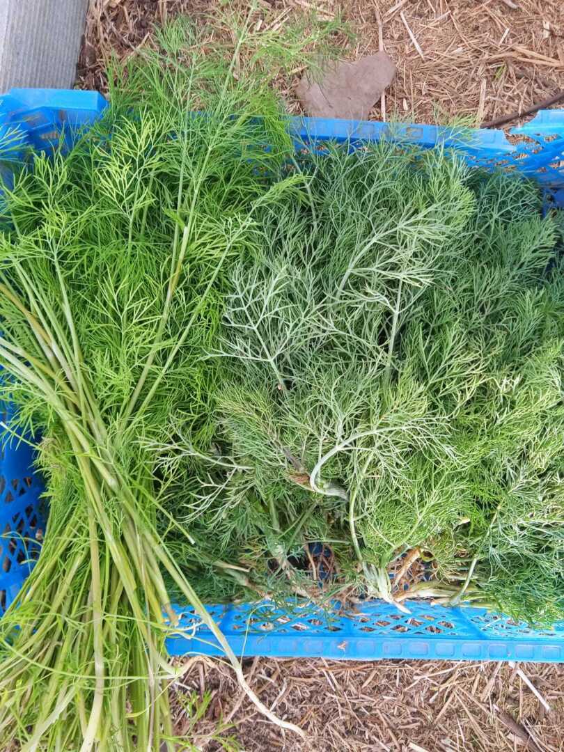 Зеленая грядка: вкусно, красиво и полезно. Что из зелени выращиваю на своей грядке