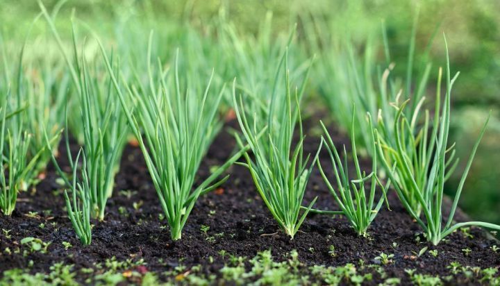 Чем подкормить лук в июне