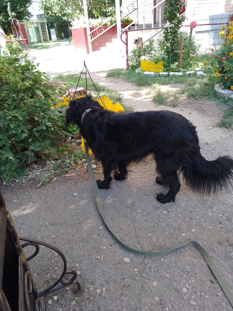 У вас будет… Глаша! Часть 2. Полотенце и пластиковая бутылка – лучшие предметы для тренировки ума собаки. И да, без помощи мажора не справилась бы…