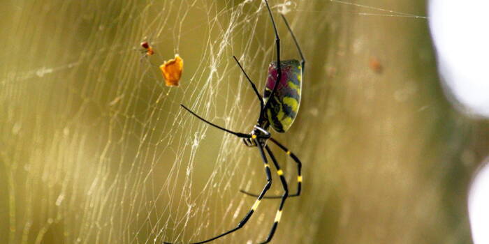 Нью-Йорк скоро будет захвачен этими большими пауками