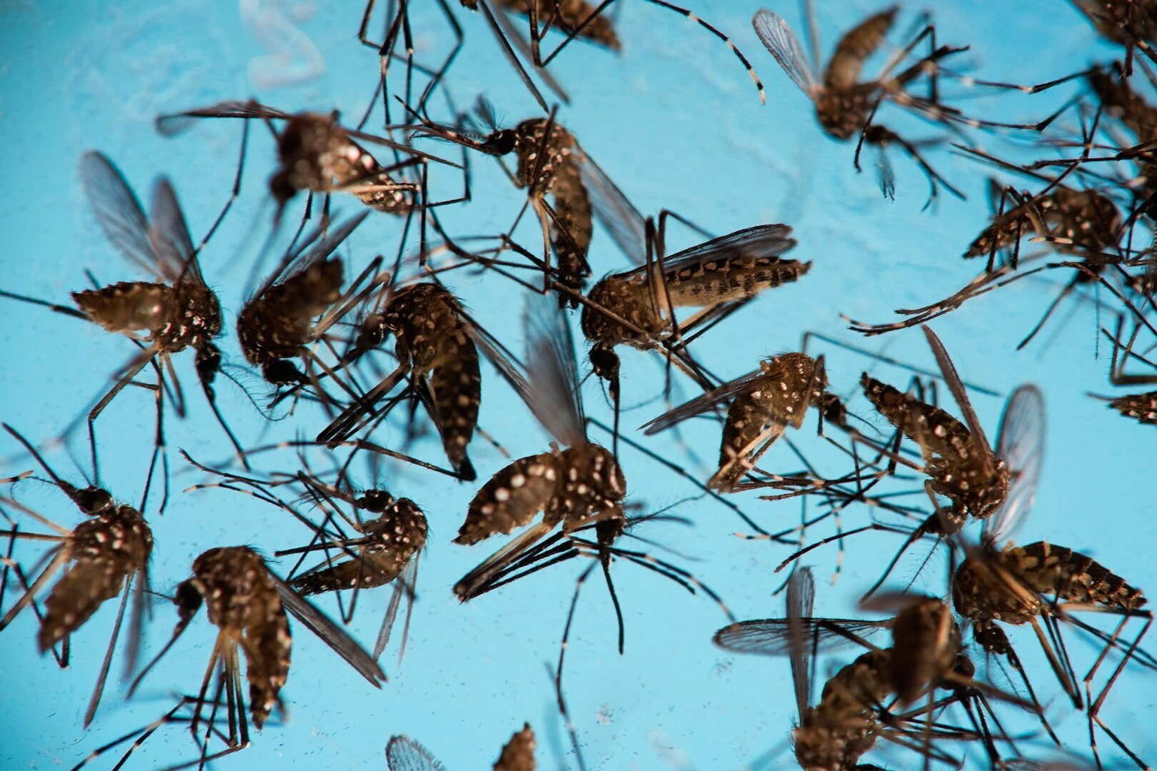 Жизнь комара: тайны и особенности его обитания