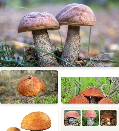 Великолепные подосиновики: как создать кулинарный шедевр из обычных грибов