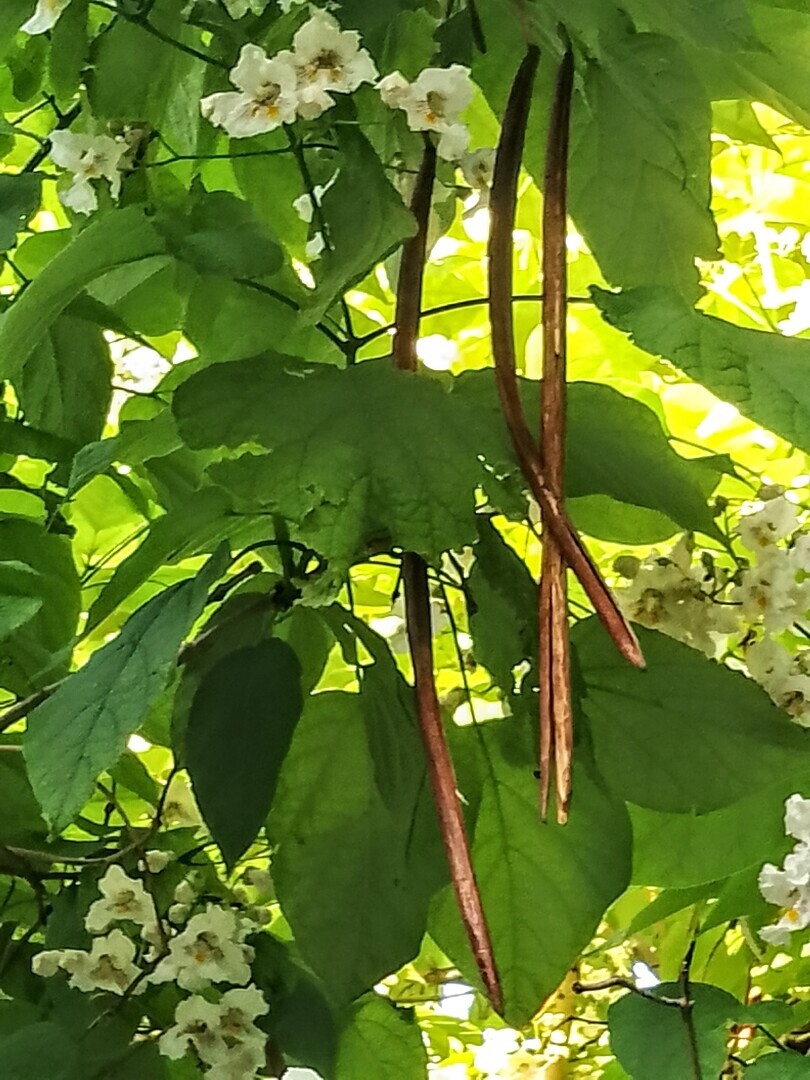 А у вас во дворе растет макаронное дерево, усыпанное огромными орхидеями? Индейцы назвали это удивительное растение — Катальпа