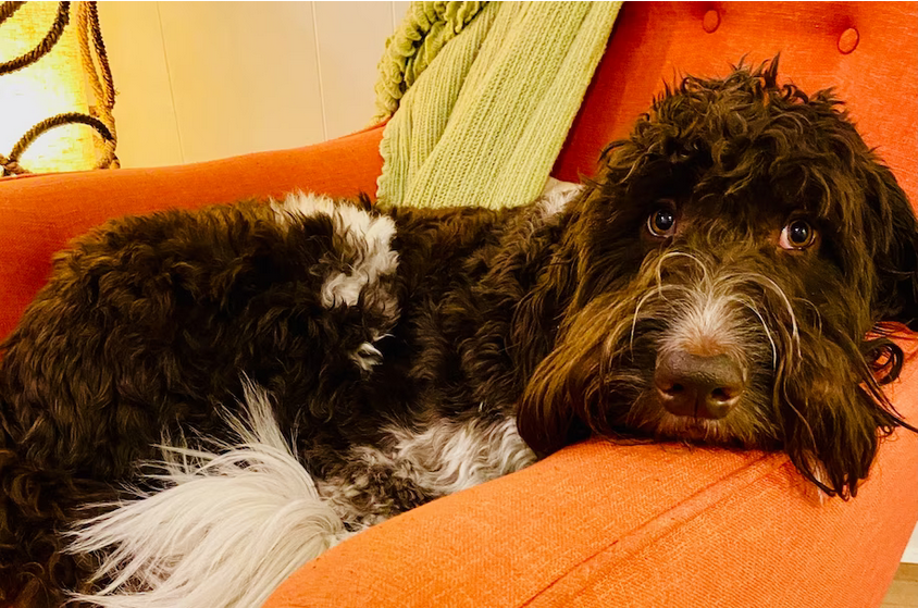 Это Сесил. Он никогда в жизни не сделал ничего плохого, пока не съел 4000 долларов