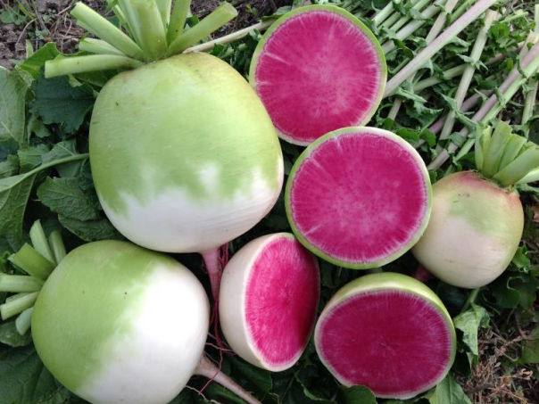 Все тонкости выращивания дайкона