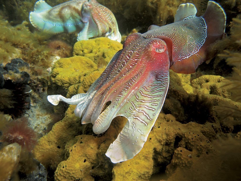 Ученые обнаружили признаки сознания у ряда животных