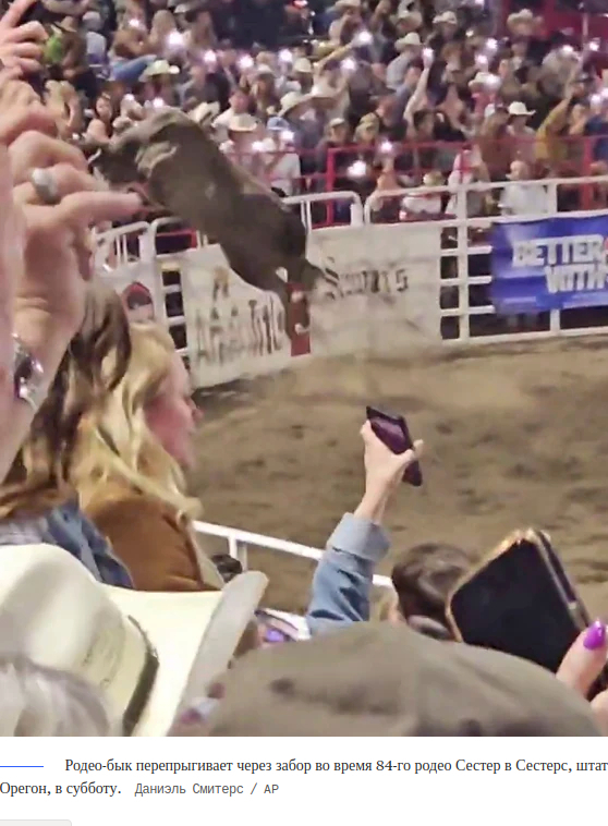 +1 фобия : быть затоптанным быком на родео