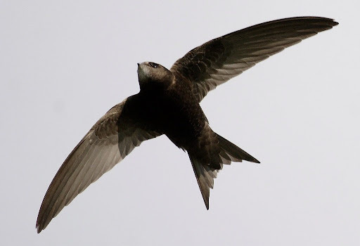 Как отличить ласточку от стрижа?