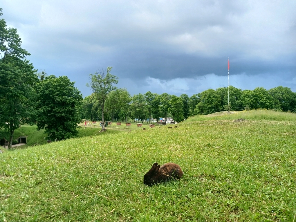 Форд с кроликами