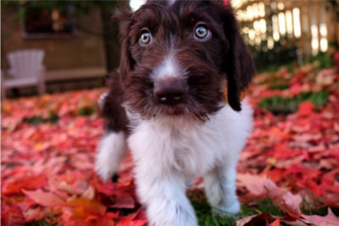 Это Сесил. Он никогда в жизни не сделал ничего плохого, пока не съел 4000 долларов