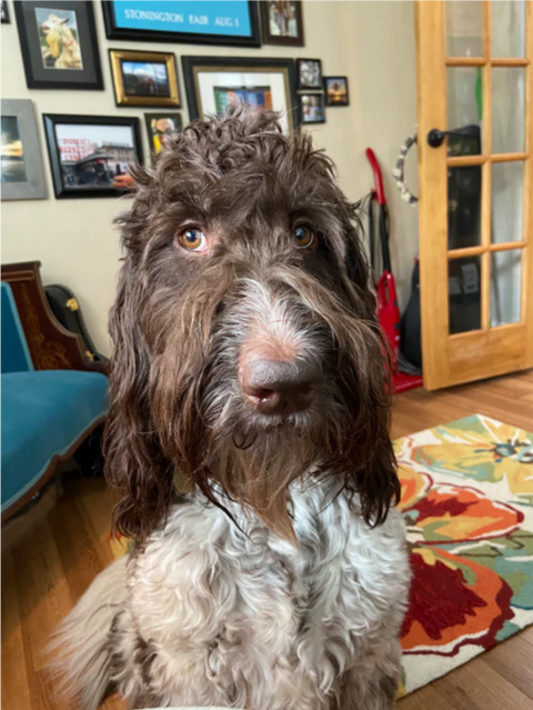 Это Сесил. Он никогда в жизни не сделал ничего плохого, пока не съел 4000 долларов